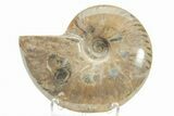 Polished Cretaceous Ammonite (Cleoniceras) Fossil - Madagascar #216041-1